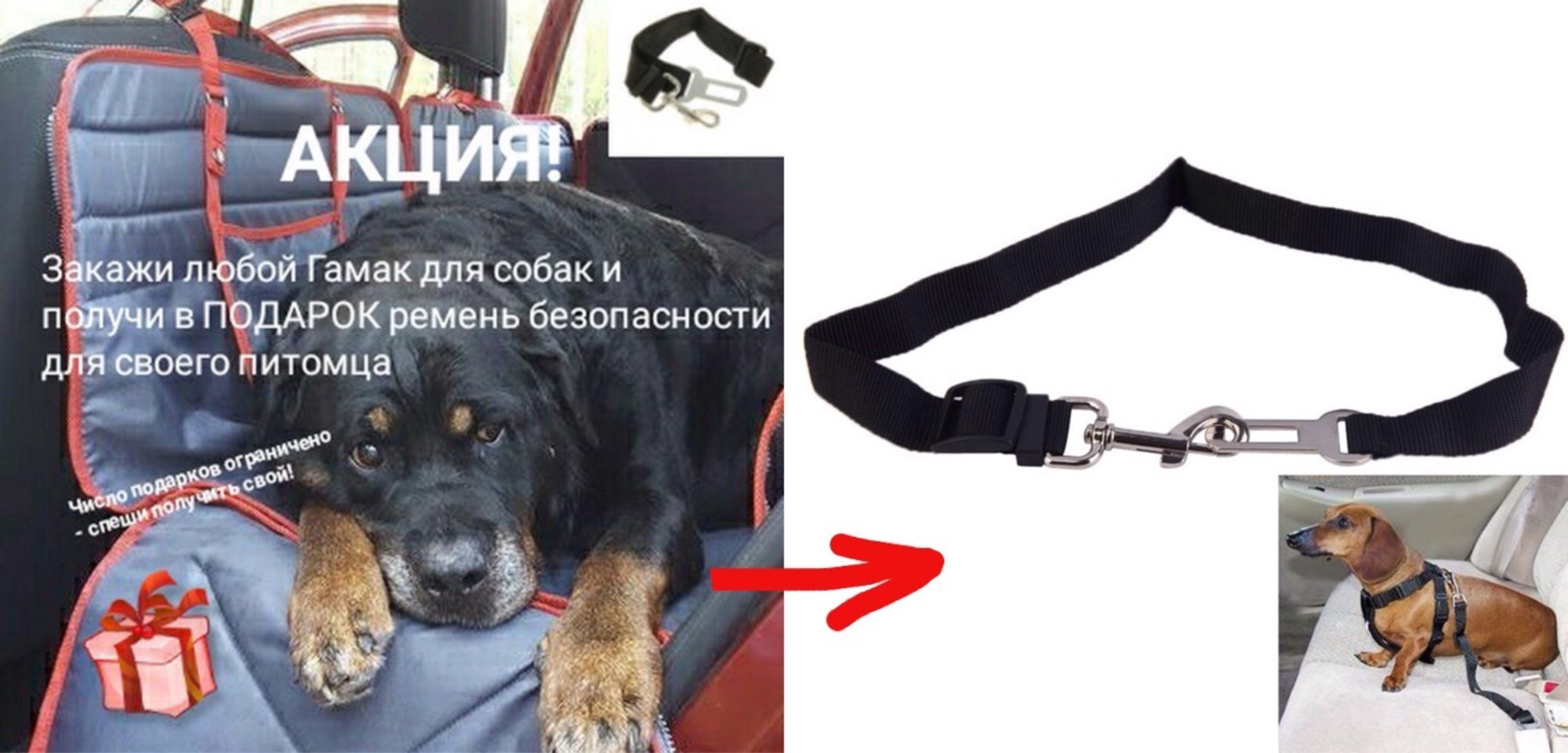 Акция на сайте Trends4Car ru  Ремень безопасности для собак в подарок