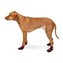 Rugged-Boot-Red-Large-Dog-Ultra-Paws